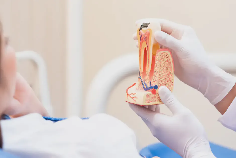 Root Canal Recovery Guide: Gentle Care for a Smoother Heal